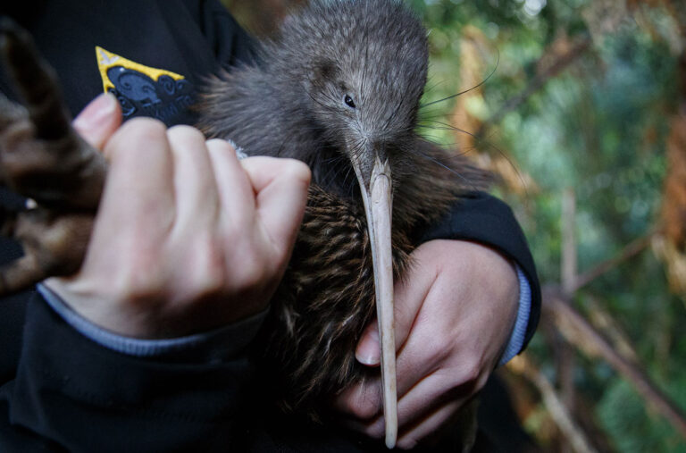 Taranaki Kiwi Trust